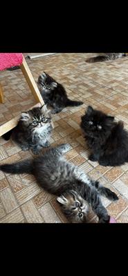 Cuccioli gatto persiano