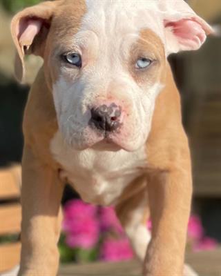 American Bully XL ABKC