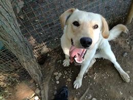 Byron: giovane maschio simil labrador