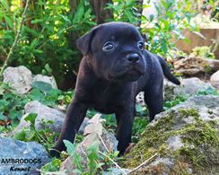 Staffordshire Bull Terrier cuccioli