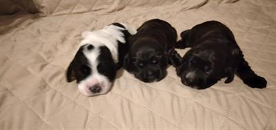 Cuccioli di coker spaniel