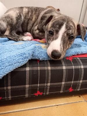 Cuccioli Whippet