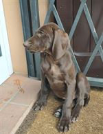 Regalo cane da caccia - Bracco Tedesco