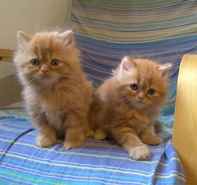 Gatti persiani