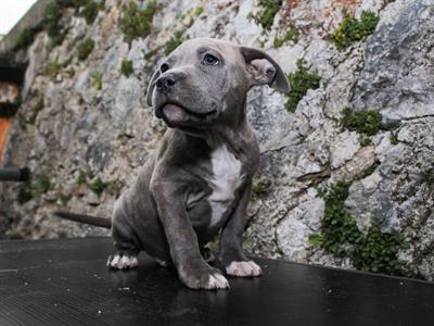 Cuccioli di Pitbull Blue Nose