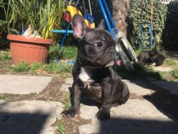 Foto 5 Splendida Razza bulldog francese nata in casa