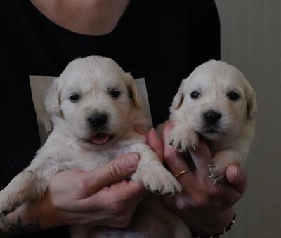 Golden retriever cuccioli