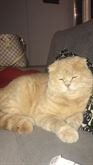 Foto 3 Gatto rosso Scottish fold disponibile per accoppiamento