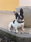 Bulldog francese maschio con pedigree ENCI