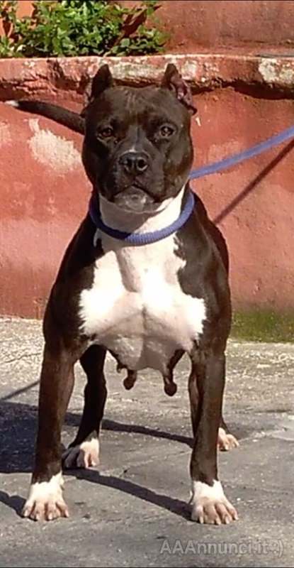 Foto 5 Allevamento American Razza Pitbull Terrier