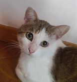 Miao, mi chiamo Isidoro