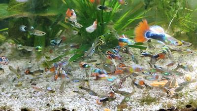 Pesci tropicali Guppy