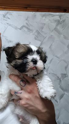 Shitzu cucciolo