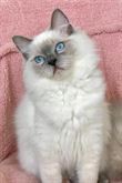 Cuccioli Ragdoll con pedigree