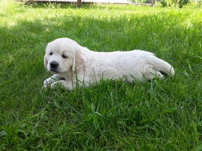 Goldenretriever