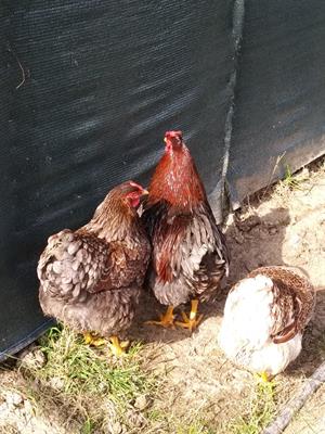 Galline WYANDOTTE