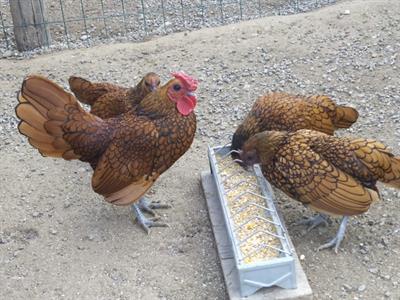 Uova fecondate Sebright