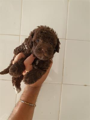 Barbincino toy cioccolato