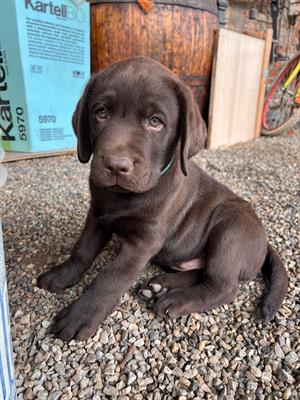 Cuccioli Labrador Chocolat