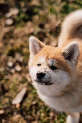 Cuccioli Razza Akita Inu - Anteprima 1