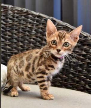 Fantastici gattini di Bengala cercano una casa