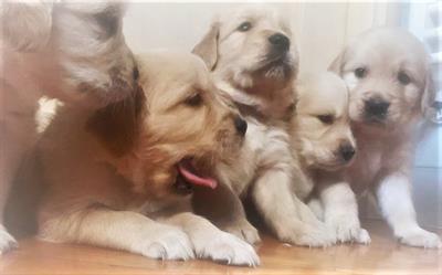 Cuccioli di Golden Retriever