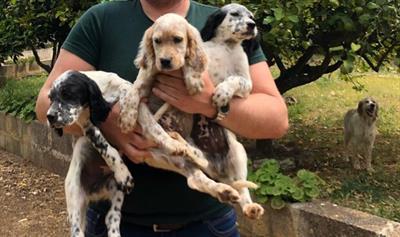 Cuccioli di Razza Setter Inglese - Anteprima 1