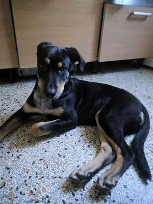 Cane femmina in regalo