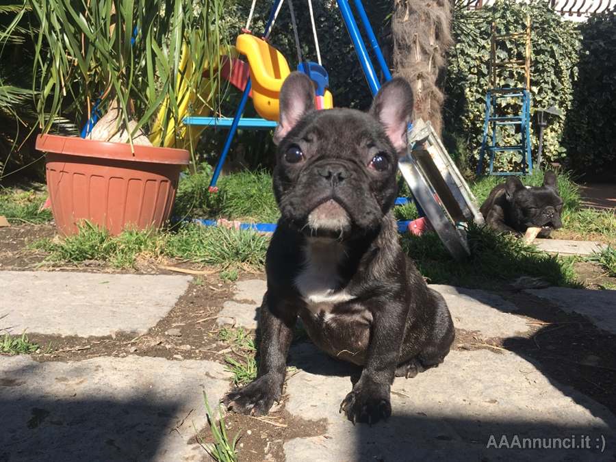 Foto 4 Splendida Razza bulldog francese nata in casa