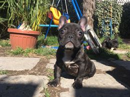Foto 4 Splendida Razza bulldog francese nata in casa