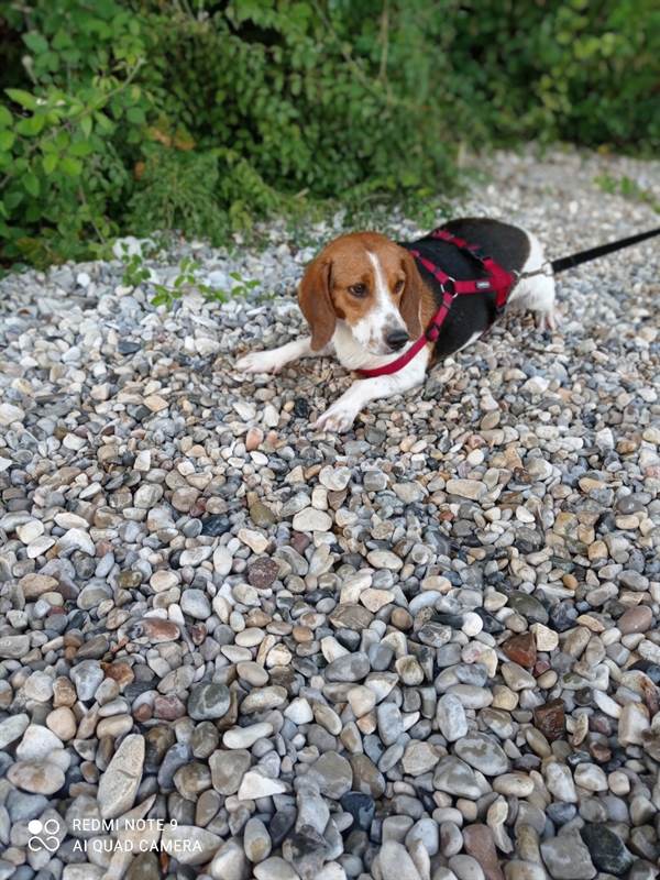 Beagle - Cerco maschietto per la mia perla, taglia media