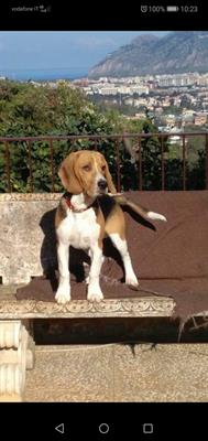 Accoppiamento Beagle maschio