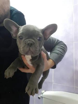 Bulldog francese blu