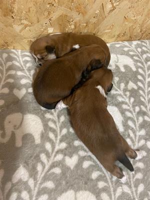 Cani piccola taglia Lhasa Apso