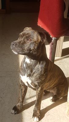Femmina staff bull terrier per accoppiamento