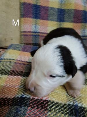 Cuccioli Border collie