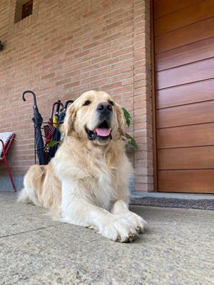 Golden Retriever Americano Maschio per monta