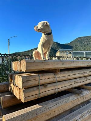 Cucciolo dogo argentino, genitori visibili - Foto 3