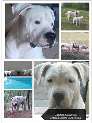 Dogo argentino lineaggio campioni mondiali