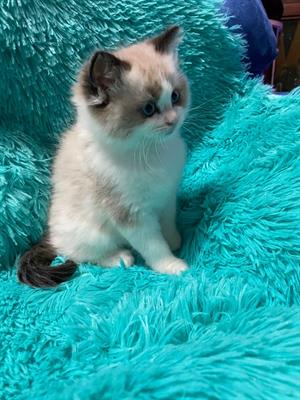 Bellissimi Cuccioli Ragdoll con Pedigree