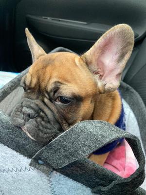 Cucciolo Bulldog Francese 3 mesi