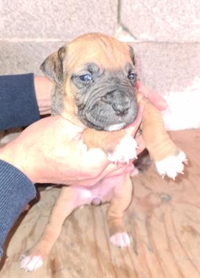 Cuccioli di Razza pitbull UKC - Foto 5