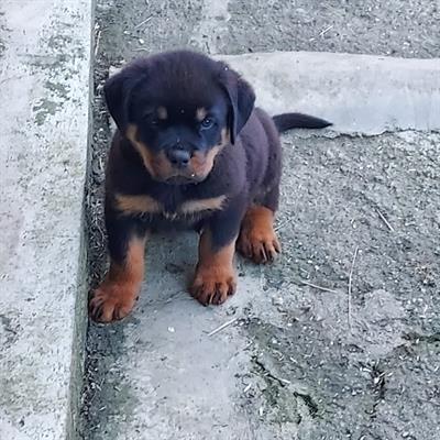 Cuccioli Razza rottweiler con pedigree - Foto 2