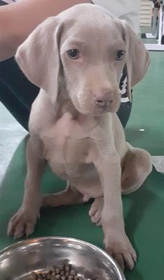 Cuccioli WEIMARANER, genitori visibili - Foto 2