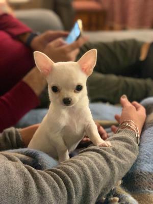 Chihuahua bianco crema pelo corto alta genealogia