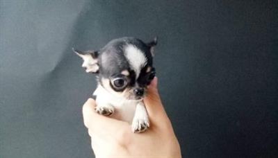 Chihuahua mini toy