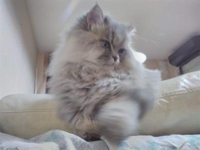 Gatto persiano chinchilla silver