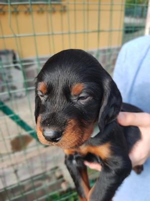 Cuccioli setter Gordon