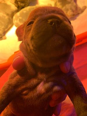 Bulldog francese esotico - Foto 6