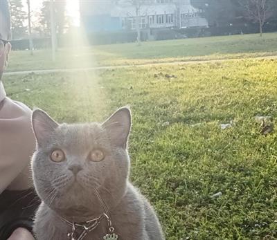 Accoppiamento british shorthair - Foto 4